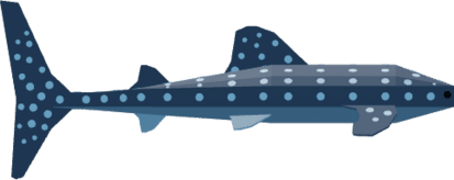 Whale Shark Boat